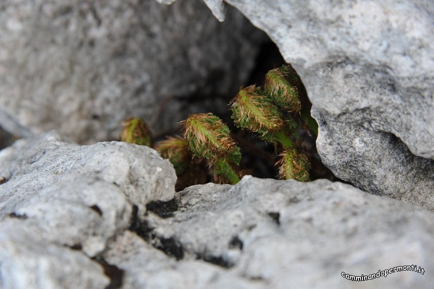 117 Monte Alben La Croce - Felci.JPG